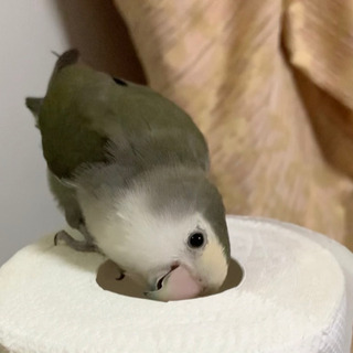 迷子鳥を探しています。
