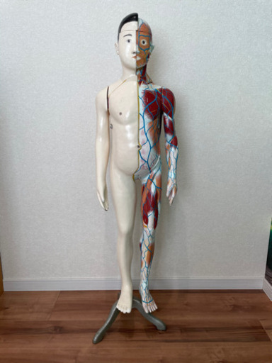 人体模型　昭和レトロ　アンティーク　小学校教材　理科