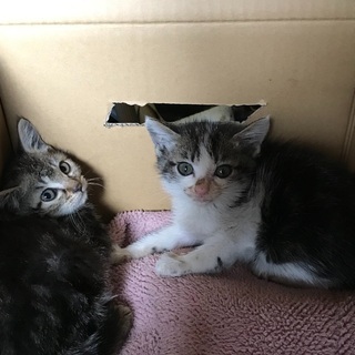 可愛い姉妹猫です。