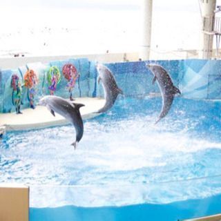 新江ノ島水族館に半額で行きましょう！