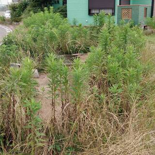 アパート周りの草刈り・剪定をお願いします。の画像