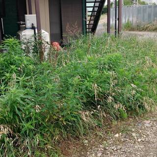 アパート周りの草刈り・剪定をお願いします。の画像