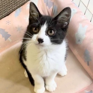 くっきりハチワレ美人さんな女の子♪ − 愛知県