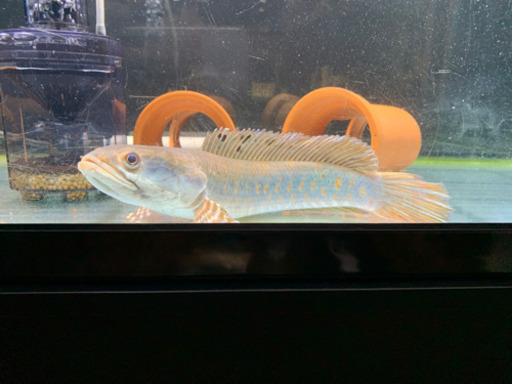 チャンナプルクラ 25cm± 引き取り限定