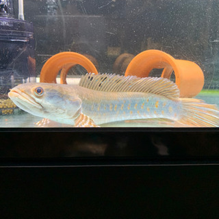 チャンナプルクラ 25cm± 引き取り限定