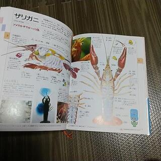 帯付き 21世紀こども百科 大図鑑の画像