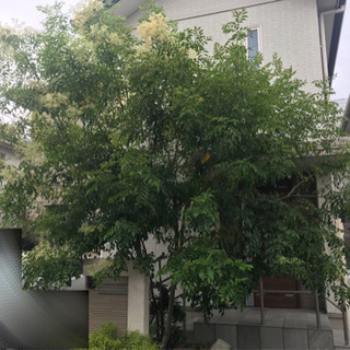 木の剪定と雑草を抜いて欲しいです！