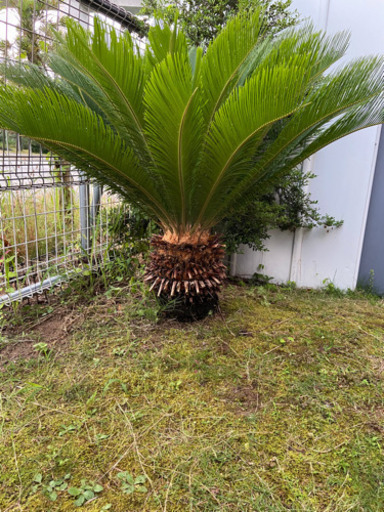 大きな　ソテツ