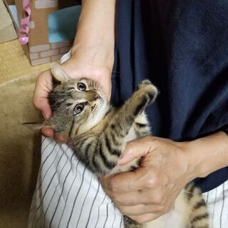 おとなしいキジの女の子　決まりました、ありがとうございます、