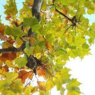 【ゆる募集】荒川沿いを一緒にお散歩して