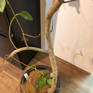 観葉植物　フランスゴムの画像