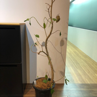 観葉植物　フランスゴム
