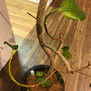 観葉植物　フランスゴムの画像