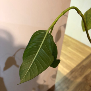 観葉植物　フランスゴムの画像