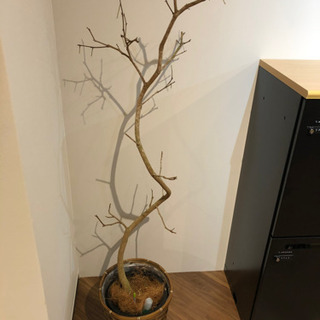 観葉植物　エバーフレッシュ