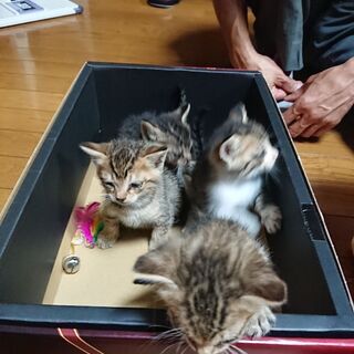生後1ヶ月の子猫4匹です