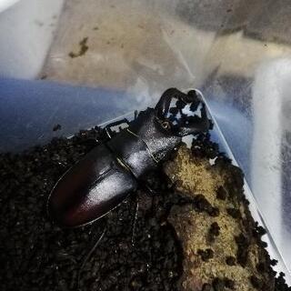 ノコギリクワガタ　天然採取