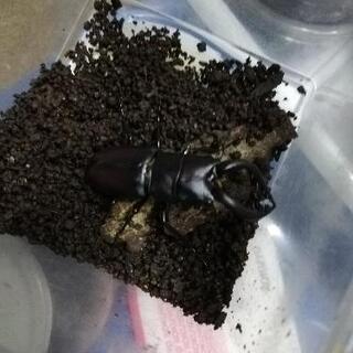 ノコギリクワガタ　天然採取の画像