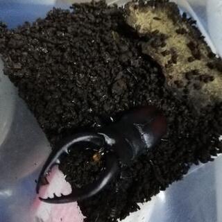 ノコギリクワガタ　天然採取の画像