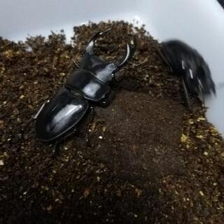 ノコギリクワガタ　天然採取の画像