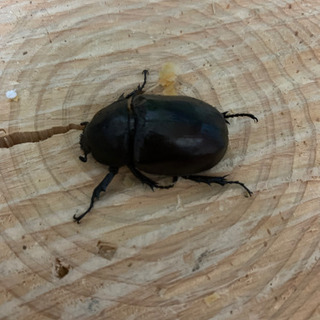 ニセヒメカブト　♀