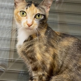 里親さん決定！個性的なサビミケ🐈可愛いニコ − 福岡県