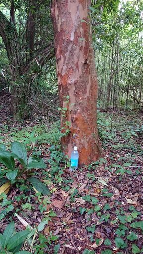 山の木 古木 庭木