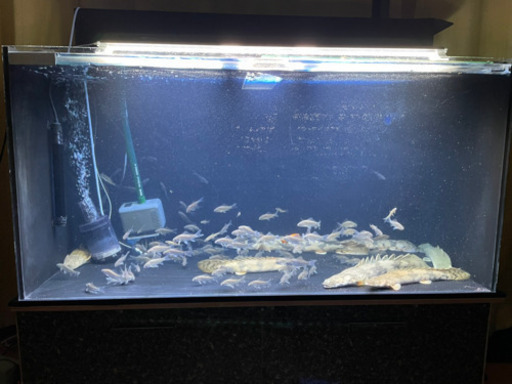 カンテツ！4面ブラック水槽フルセット