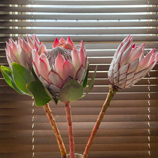 くろまめ様　の画像