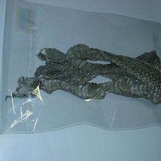 ヘビ抜け殻　たぶんアオダイショウ
