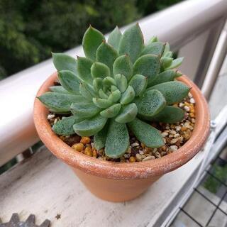 多肉植物 メビナ  鉢植え