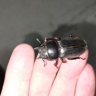 終了 ヒラタクワガタ、ノコギリクワガタ、コクワガタなどの画像