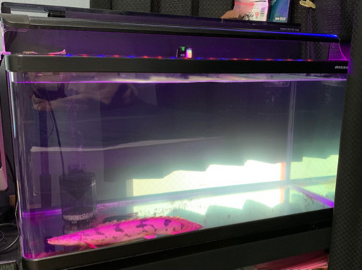 エンドリケリー　NISSO90センチワイド水槽セット