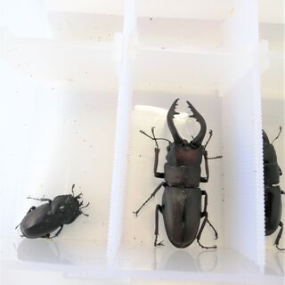 水牛型ノコギリクワガタ　♂♀ペア（郡家町周辺で手渡し）　