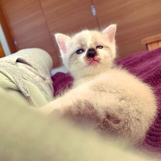 【5】きれいな青い瞳の白×グレー毛色の子猫さん【里親候補者様あり】