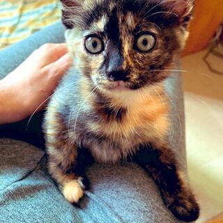 【11】サビ柄・小柄な甘えん坊の子猫さん