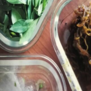『生葉ヘナ＆アロエベラ＆モズクの手作り石けん』』教室の画像