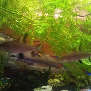 淡水魚のシルバーシャーク2匹です。