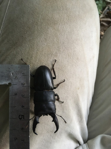 天然ヒラタクワガタ