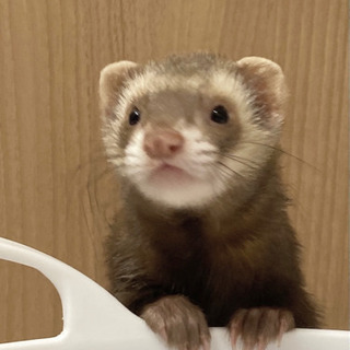 フェレット♂里親探しています。