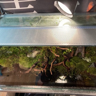 カエル・イモリ・メダカ飼育にオススメ！！コケリウム・テラリウム完成品の画像