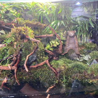 カエル・イモリ・メダカ飼育にオススメ！！コケリウム・テラリウム完成品の画像