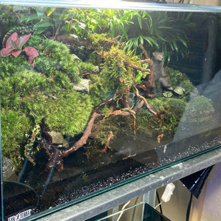 カエル・イモリ・メダカ飼育にオススメ！！コケリウム・テラリウム完成品