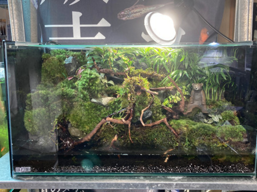 カエル・イモリ・メダカ飼育にオススメ！！コケリウム・テラリウム完成品