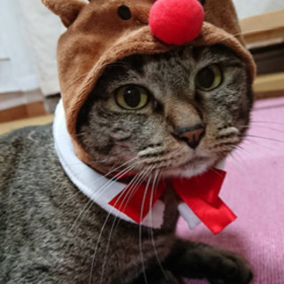 オス猫3歳おとなしい
