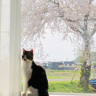 昨年3月に生まれた、オスとメスの兄弟です。