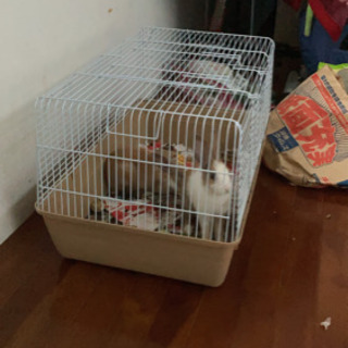 新聞紙たくさんください！　ウサギの小屋に使います。