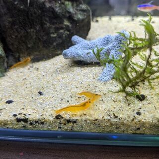 オレンジチェリーシュリンプ10匹+5匹