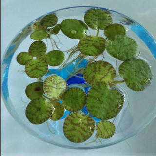 水草　