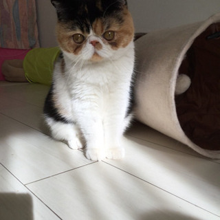 【謝礼あり　今日明日】猫の輸血に協力してくださる方、費用はこちら...